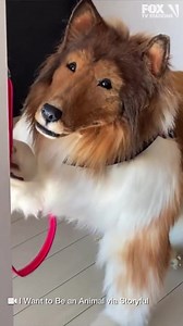 852K views · 2.8K reactions | A man, a literal human, spent $16,000 to resemble a realistic border collie #dog suit. This is #Toco going on his first walk. MORE⬇ | FOX 11 Los Angeles | Facebook
