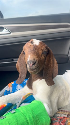 Iowa Farm Sanctuary on Instagram: "💔 **Heartbreaking Rescue Update** 💔 Friends, we picked up this little fighter and knew instantly that he needed immediate medical attention. He’s in **significant pain**, far beyond what we can manage with our current medications. We’ve now learned the tragic story of how he lost his leg. During his mother’s labor, his tiny leg was the only part she managed to push out, and it was thought that it belonged to a deceased sibling. In a desperate attempt to save 