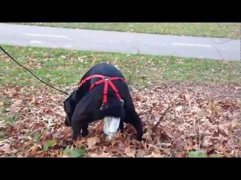 PooTrap Consumer Review US