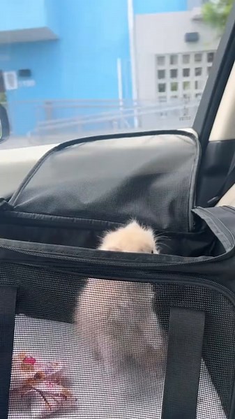the sweetest little boy, they grow up so fast 🥲 #catsoftiktok #persiankitten