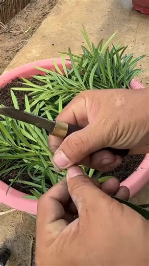 Hướng Dẫn Nhân Giống Cây Tùng Bằng Phương Pháp Dâm Cành