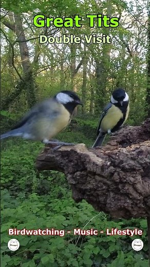 Great Tits - Double Visit | Bradley Woods, Grimsby, UK Wildlife #shorts