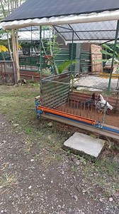 11K views · 223 reactions | The two models of housing for breeder stocks | Philippine Native Chicken | Facebook