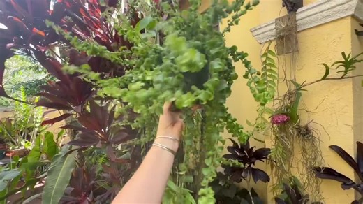 Rasta Lipstick Plant, 8” Pot - Etsy