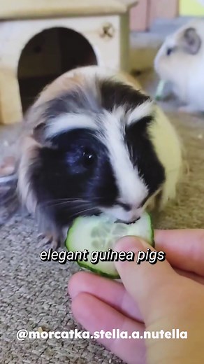 GuineaDad on TikTok