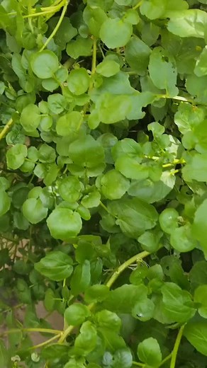 Sabias que la hidroponia ahorra 95% de agua y elimina utilizar pesticidas? Has tus vegetales en casa en hidroponja