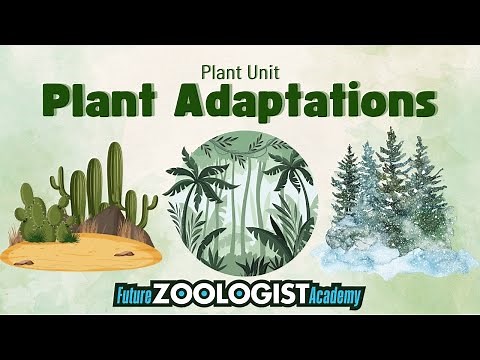 Plant Adaptations | Adaptations That Help Plants Survive