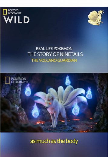 The Story Of Ninetales 🦊 The Volcano Guardian Real Life Pokémon Which Pokémon you want in the next video ? #pokemon #natgeopokemon #reallifepokemon #ninetales