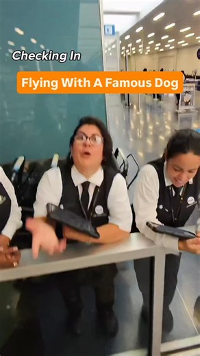 Come catch a flight with Brodie! All of this is from only 32 minutes at the airport! #goldendoodle #traveldog #petfluencer #reactions | Brodie That Dood