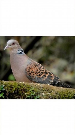 12 days of Christmas animals from song