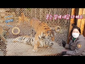 ★Everland Korean Tigers★ A collection of tigers responding to their zookeepers.