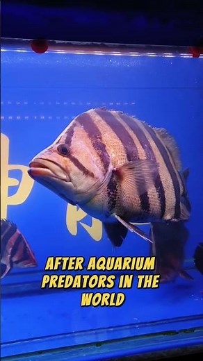 Datnoid Tiger Fish The Striped Predator With the Eyes of a Hunter