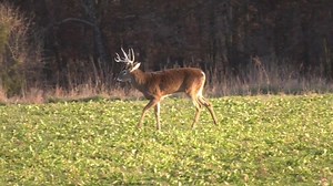 18K views · 287 reactions | Whitetail version of a fake ID! | Drury Outdoors | Facebook