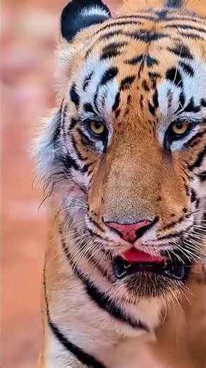 Tiger vs Fear: Would Anything Dare Come Close? #shorts #wildlife