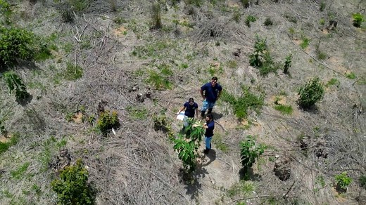 Reforesting damaged land in Brazil