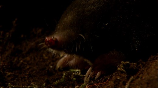 How do moles live underground?
