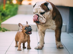 Most Popular Dog Breeds in Canada | Reader's Digest Canada