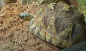 Ploughshare Tortoise | The Animal Facts | Appearance, Diet, Behavior