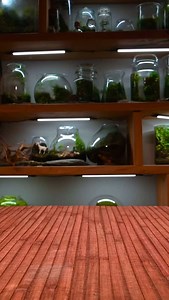 🌳🌿 Bonsai Paludarium in a Tube #MinneTerrariums #Terrarium #terrariums #terrarium_art #howto #diy #terrariumlove | MinneTerrariums