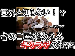 意外と知らない！？食卓に並ぶ【きくらげ】の秘密【vol.25】