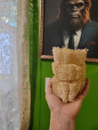 25  Organically Grown Luffa SEEDS - Etsy