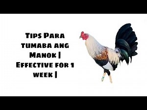 Tips kung papaano mag palaki ng katawan ng inyong manok panabong | Effective for 1 week |