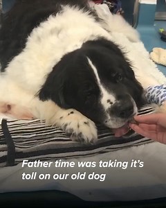 Your dog deserves better! For any dog parent watching their best friend slow down - this joint chew is going to change your life (and theirs) for the better ❤️ | PetLab Co.