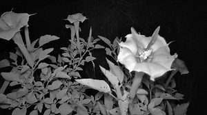 425K views · 17K reactions | Sphinx moth enjoying moonflowers in the garden | Isɴ'ᴛ ɪᴛ ᴛᴏᴏ ᴅʀᴇᴀᴍʏ ? | Facebook