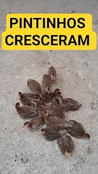 COMO ESTÃO OS PINTINHOS DE GALINHA DA ANGOLA #animals #galinha #aves #wildlife #animais