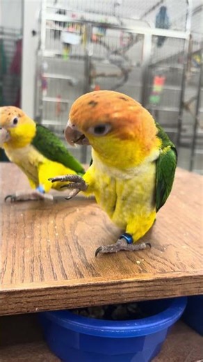 Why are they so cute ?!