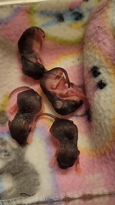 2.3K views · 230 reactions | The baby mice are still hanging in...