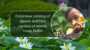 Black Bitter Melon Seeds for Planting, 10 Seeds - Dark Jade Bitter Melon - Ships from Iowa, USA