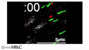 Merenich et al. show that Rac1 induces the assembly of focal adhesion (FA)-proximal septin filaments that promote non-centrosomal microtubule growth into FAs, thereby maintaining intact microtubule plus-ends proximal to FAs. #OpenAccess 🔬 http://ow.ly/yShK50MgLZb | The American Society for Cell Biology