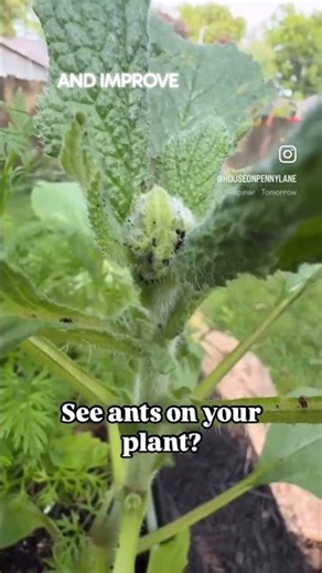 The Pest Scout Trick That Saves Your Garden #garden #farming