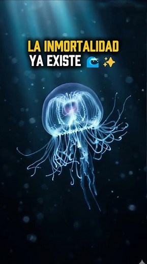 El animal que NO puede MORIR 😱🧬 | Turritopsis #curiosidades #ciencia