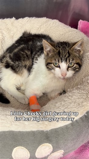 Puppy Kitty NYCity on Instagram: "Unfortunately Cheeky did need surgery. The bone on the side of her injury was completely dead and the only option was a partial mandibulectomy. We can only say yes when you all keep saying yes! Can we reach goal by the time she is release from the hospital? We are half way there! ❤️ Please donate to her life saving veterinary care🙏 📱 Text “Vet Bills” to 44-321 (Apple & Google Pay) 💸 Venmo – @puppykittynycity (Business Account) 📧 PayPal – info@puppykittynyc.o