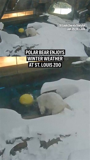 Watch as a polar bear enjoys the winter weather at the St. Louis Zoo. | Tulsa World