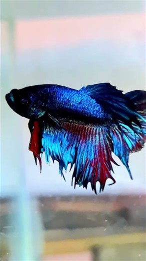 Mesmerizing Betta Fish 🐠 | Nature’s Living Art in 4K #Shorts #bettafish #betta #bettasplendens