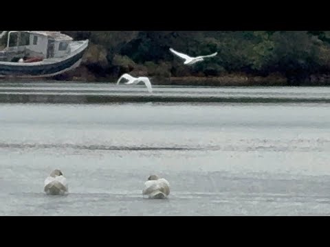 Alexa & Her Buddy Being Forced Out From Walpole Pair! 1 February, 2026.