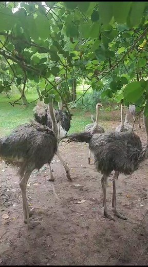 African ostrich in Paraguay 😍 we met them yesterday on a farm in San Bernardino. Fun Fact: Farm owners in the Chaco desert use ostriches as guard animals. Ostriches can chase away predators. Their behavior when predators are nearby also alerts the landowners. In addition, there are no problems with snakes, spiders,... I would also like to have one of these "guard dogs". 😅❤️ Maybe in the future... ☺️ #jwjehovahscreation #ñanduparaguay #jwnature #jwparadise #jwneedgreaters #jwparaguay2024 #JWmad