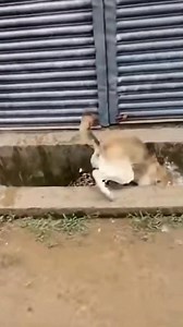 1.1M views · 1.7K reactions | Leopard Turns Suddenly — Dogs Jump Back! ⚡ While running along the naali, the leopard suddenly turns back. Dogs jump away instantly, villagers shout “Areee!”, and the phone footage jolts. #leopardturn #dogpanic #naalifight #shorts | Kiran Wakade | Facebook