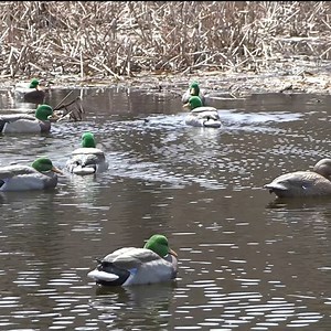 THE REAL DeCOY water motion decoy options give you true lifelike movement that only real waterfowl can mimic. https://therealdecoy.com/ | The Real Decoy