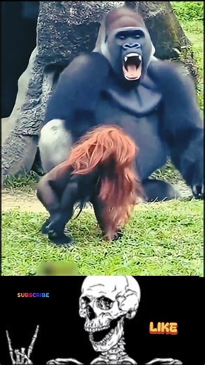 Beast gorilla compilation video 🤣😂🦍 #usashorts #gorilla #gorillashorts #funnyvideo #comedy
