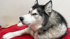 Key has been losing his appetite and I'm hoping I know why... | Keyush the Stunt Dog