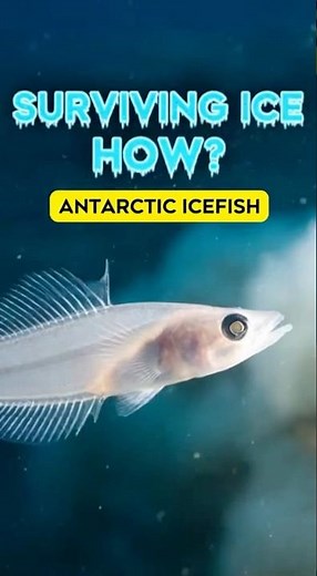 ANTARCTIC ICEFISH: HOW IT SURVIVES WITHOUT FREEZING #shorts