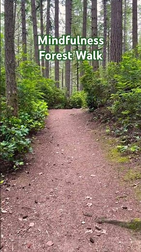 🌲 Mindfulness Forest Walk | Peaceful Nature POV 🌿
