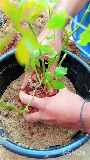 Climbing Rose Planting 🌹 Step by Step Easy तरीका 🌹 Beginners Must Watch!