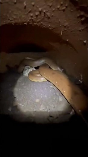 “Inside a Snake’s Burrow: Tiny POV Micro-Camera Footage 🐍”