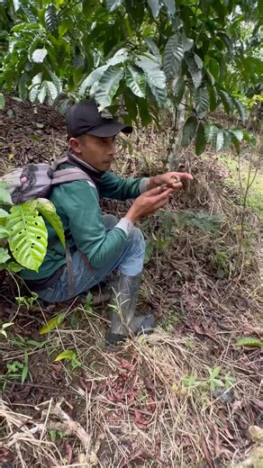 ngejar ngejar anak burung cendet yang baru lepas dari sarangnya