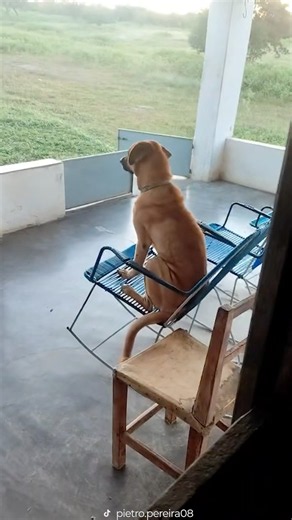 He’s rocking away and watching the world go by 🐿️🙈❤️